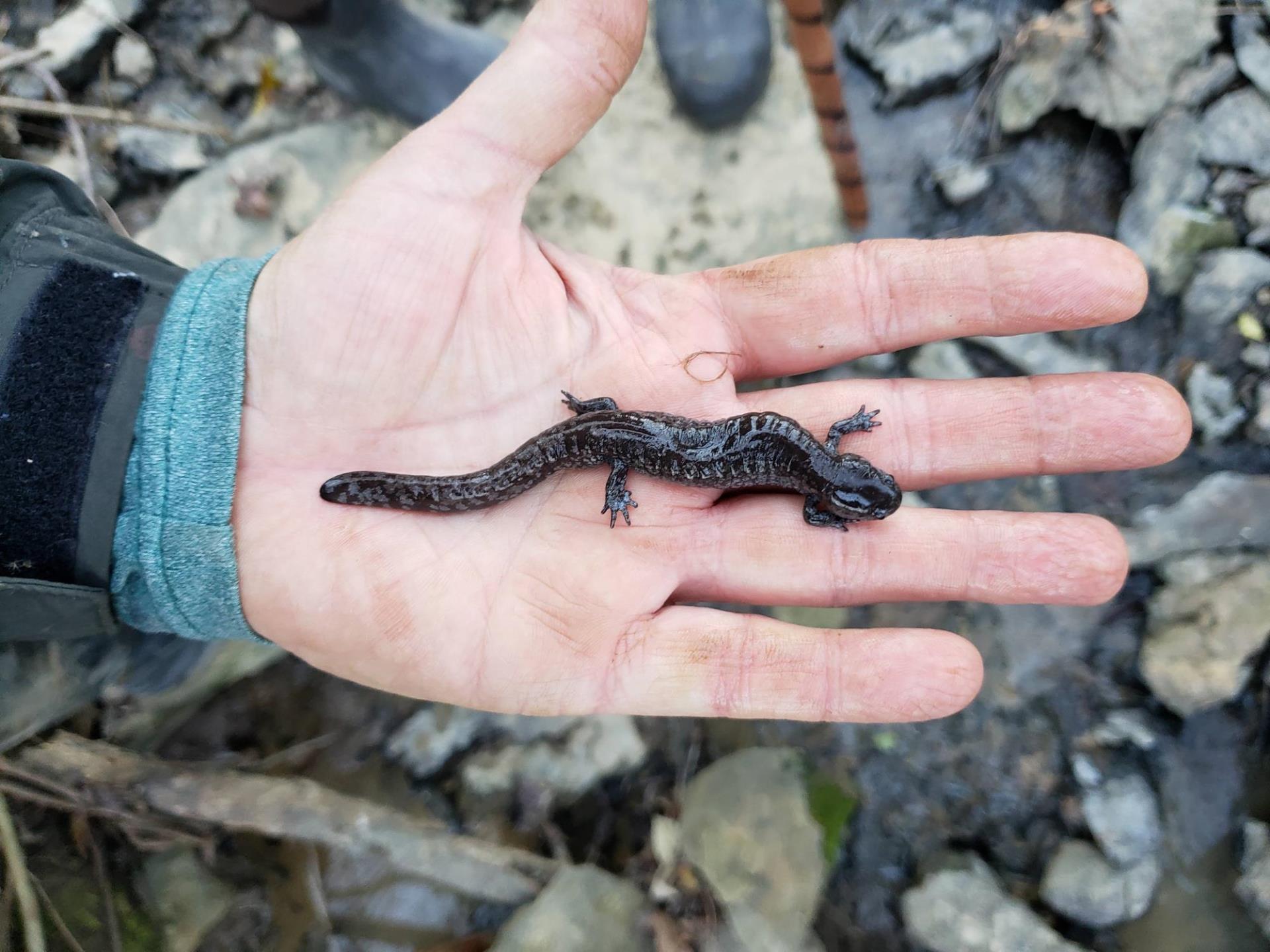 Adult Streamside Salamander