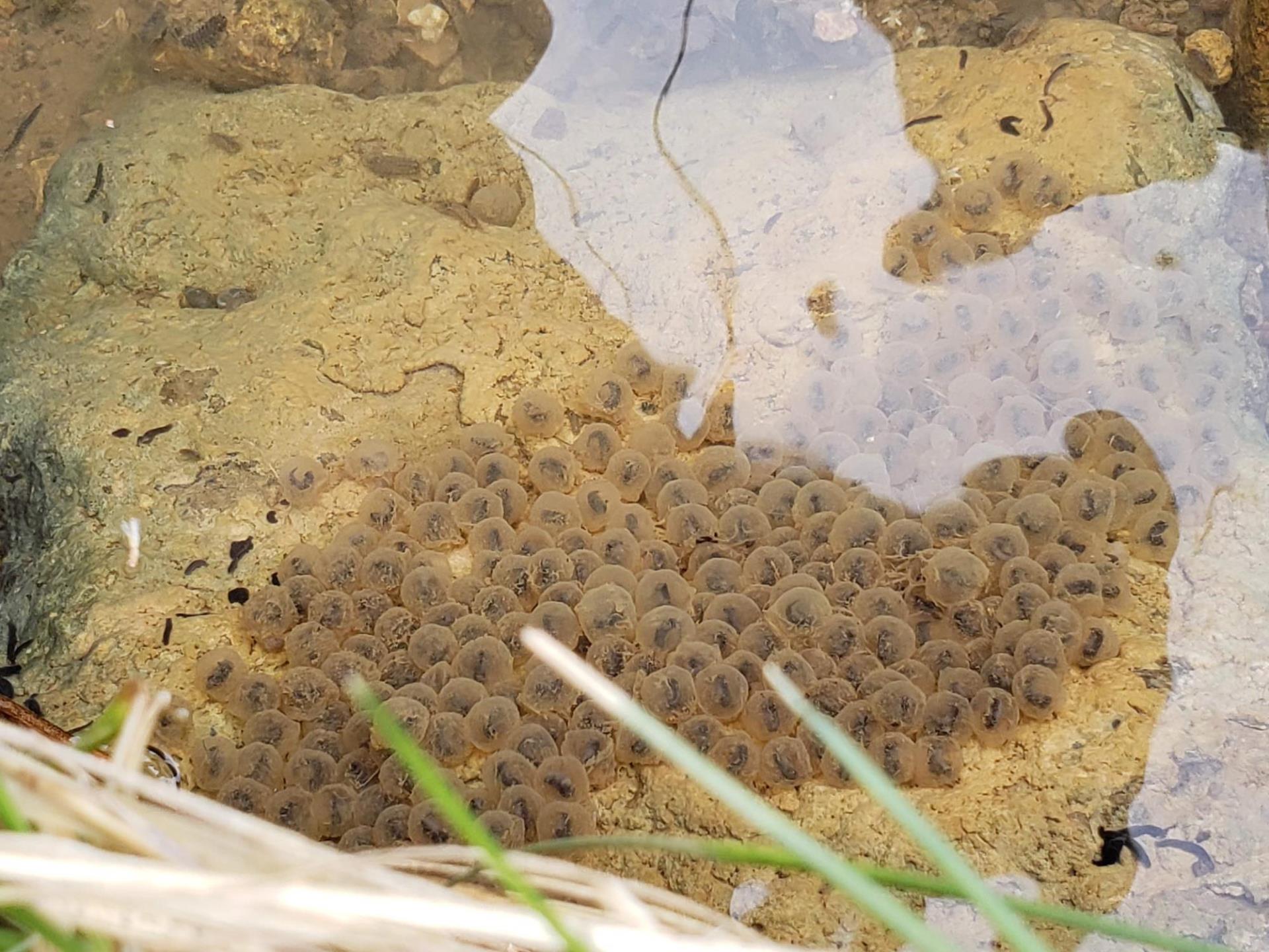 Streamside Salamander Eggs