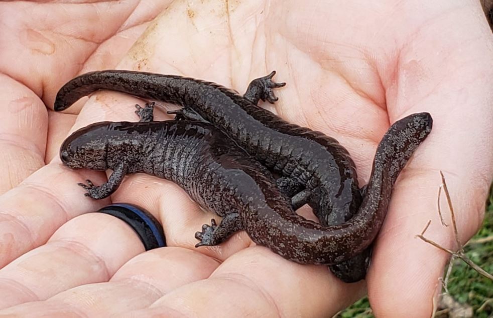 Pair of Adult Streamside Salamanders