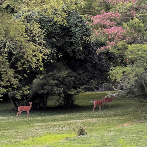 A photo of three deer gathering beneath trees in a residential area.