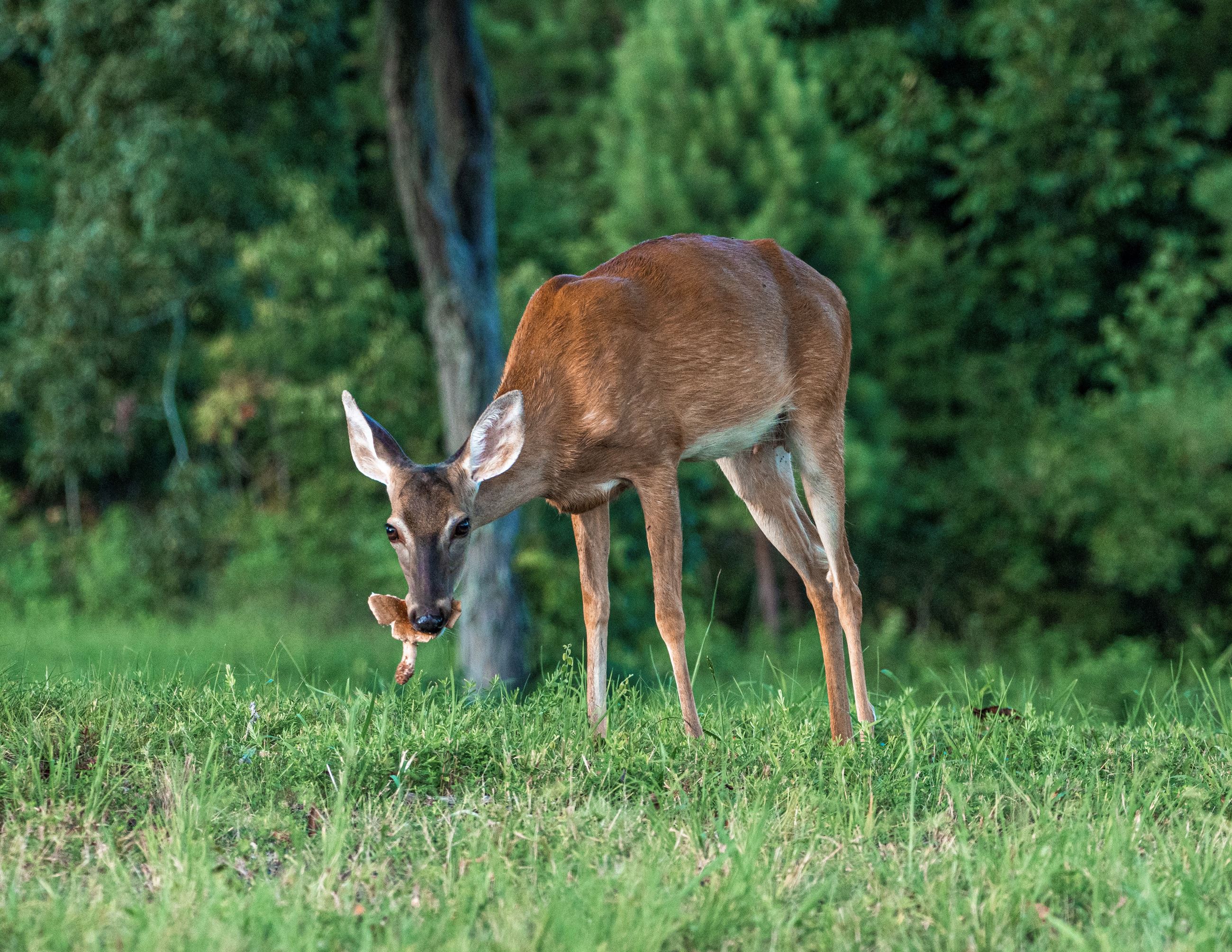 Doe in Grass